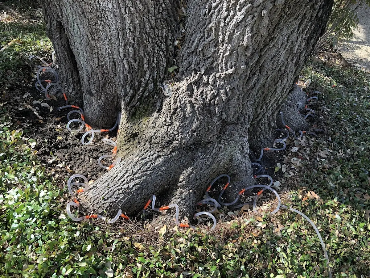 Detailed Tree Cabling and Bracing job site in Alexis