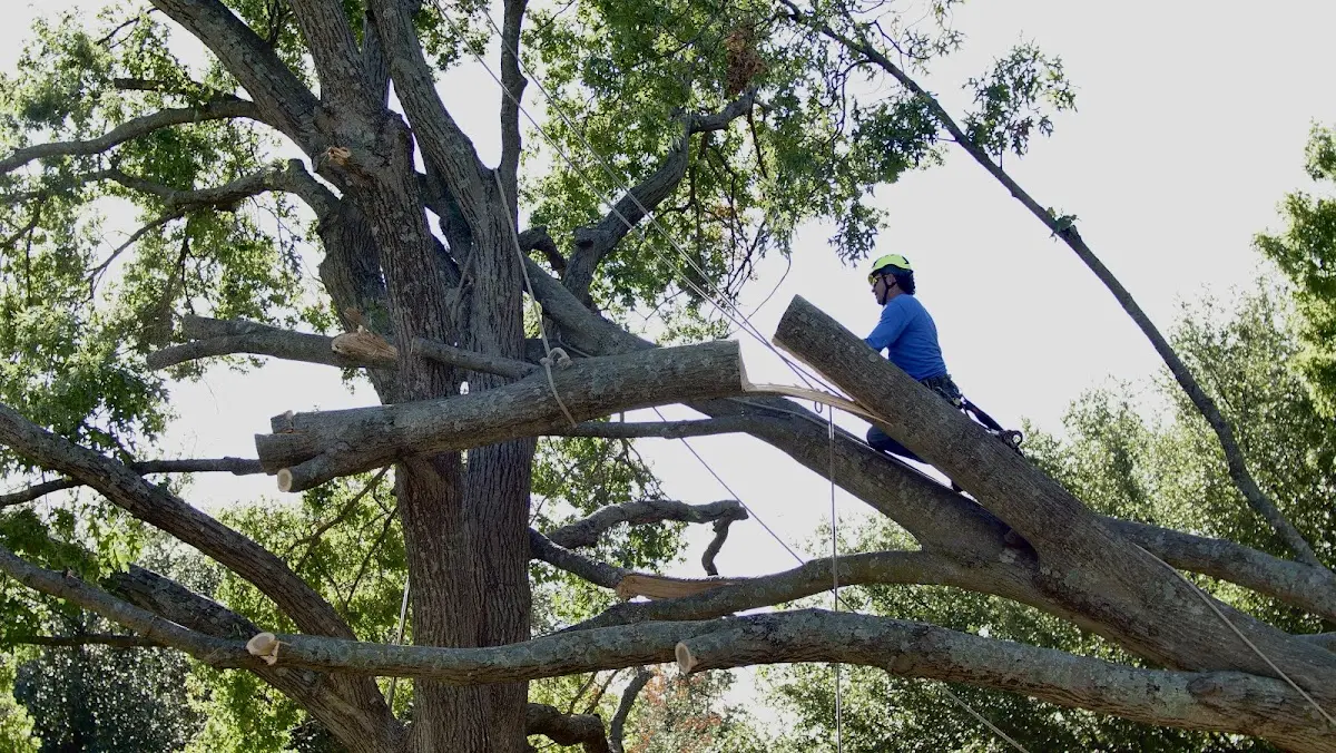Professional Crown Thinning performed by certified arborists in Alexis